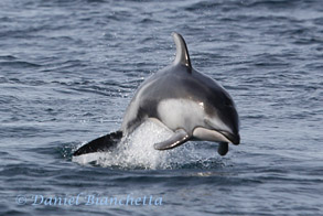 Pacific White-sided Dolphin, photo by Daniel Bianchetta