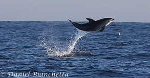 Pacific White-sided Dolphin, photo by Daniel Bianchetta