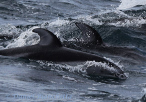 Pacific White-sided Dolphins, photo by Daniel Bianchetta