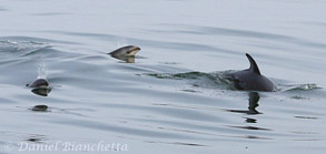 Pacific White-sided Dolphins with young babies, photo by Daniel Bianchetta