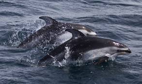 Pacific White-sided Dolphins, photo by Daniel Bianchetta