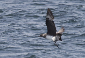 Parasitic Jaeger, photo by Daniel Bianchetta