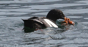 Pigeon Gillemot eating an Octopus, photo by Daniel Bianchetta