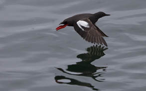 Pigeon Guillemot, photo by Daniel Bianchetta