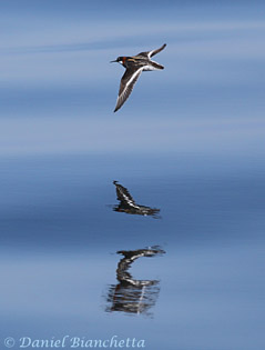 Red-necked Phalarope, photo by Daniel Bianchetta