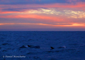 Risso's Dolphins at sunset, photo by Daniel Bianchetta