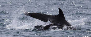 Risso's Dolphin and Pacific White-sided Dolphin, photo by Daniel Bianchetta