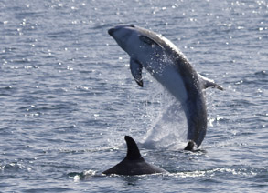 Risso's Dolphin breaching, photo by Daniel Bianchetta