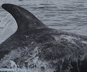 Risso's Dolphin, photo by Daniel Bianchetta