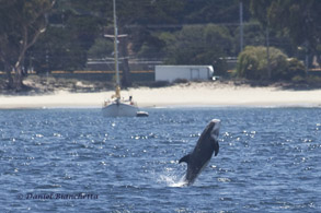 Risso's Dolphin photo by Daniel Bianchetta