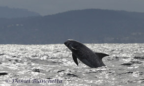 Risso's Dolphin, photo by Daniel Bianchetta