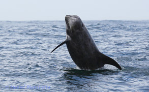 Risso's Dolphin, photo by Daniel Bianchetta