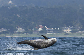 Risso's Dolphin, photo by Daniel Bianchetta