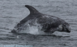 Risso's Dolphin, photo by Daniel Bianchetta