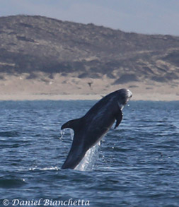 Risso's Dolphin, photo by Daniel Bianchetta