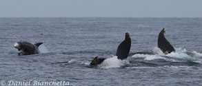 s Dolphin with Humpback Whales, photo by Daniel Bianchetta