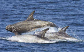 Risso's Dolphins, photo by Daniel Bianchetta