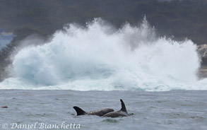 Risso's Dolphins, photo by Daniel Bianchetta