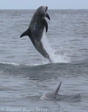 Risso's Dolphins, photo by Daniel Bianchetta