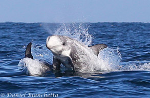 Risso's Dolphins, photo by Daniel Bianchetta