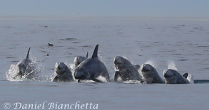 Risso's Dolphins, photo by Daniel Bianchetta