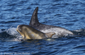 Risso's Dolphin mother and calf, photo by Daniel Bianchetta