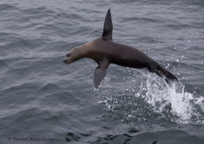 Sea Lion, photo by Daniel Bianchetta