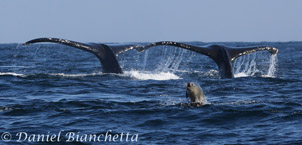 Sea Lion with Humpback Whales, photo by Daniel Bianchetta