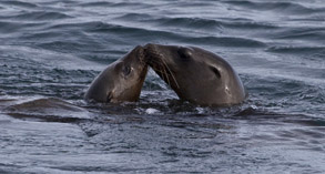 Two Sea Lions, photo by Daniel Bianchetta