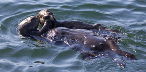 Sea otter mother and pup, photo by Daniel Bianchetta