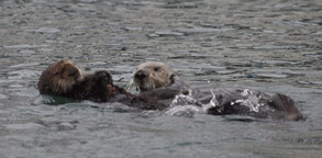 Sea Otter mother and pup, photo by Daniel Bianchetta