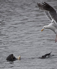 Sea Otter with Gull, photo by Daniel Bianchetta