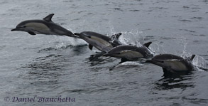 Short-beaked Common Dolphins, photo by Daniel Bianchetta