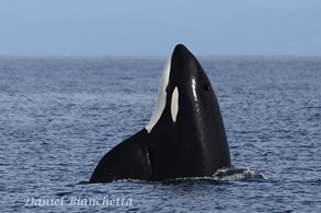 Spyhopping Killer Whale, photo by Daniel Bianchetta