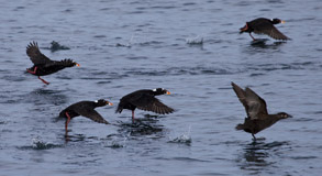 Surf Scoters, photo by Daniel Bianchetta