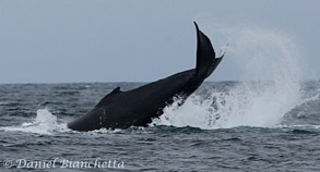 Tail throwing Humpback Whale, photo by Daniel Bianchetta