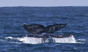 Two Gray Whale Tails, photo by Daniel Bianchetta