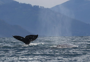 Two Gray Whales, photo by Daniel Bianchetta