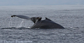 Two Humpback Whales, photo by Daniel Bianchetta