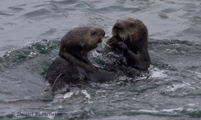  Two Sea Otters, photo by Daniel Bianchetta