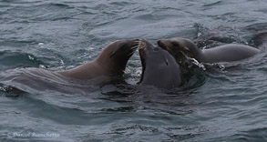 Young Sea Lions, photo by Daniel Bianchetta