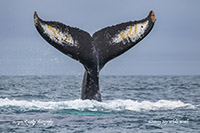Humpback Whale flukes photo by Morgan Quimby