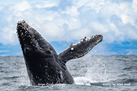 Humpback Whale photo by Morgan Quimby