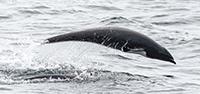 Northern RIght Whale Dolphin photo by Morgan Quimby