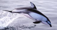 Leaping Dolphin