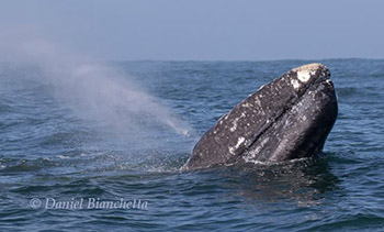 Gray Whale photo by Daniel Bianchetta