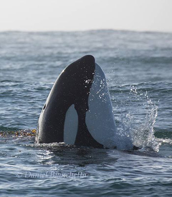 Killer Whale, photo by Daniel Bianchetta