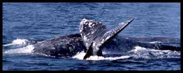 Gray whales, photo by Richard Ternullo