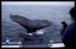 humpback and boat, photo by Nancy Black