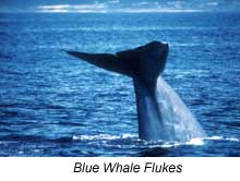 Blue Whale flukes